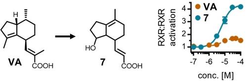 Structural Modification of the Natural Product Valerenic Acid Tunes RXR Homodimer Agonism