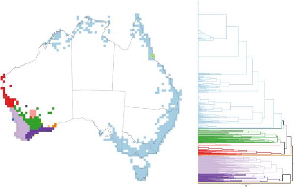 Banksia (Proteaceae) contains less phylogenetic diversity than expected in Southwestern Australia