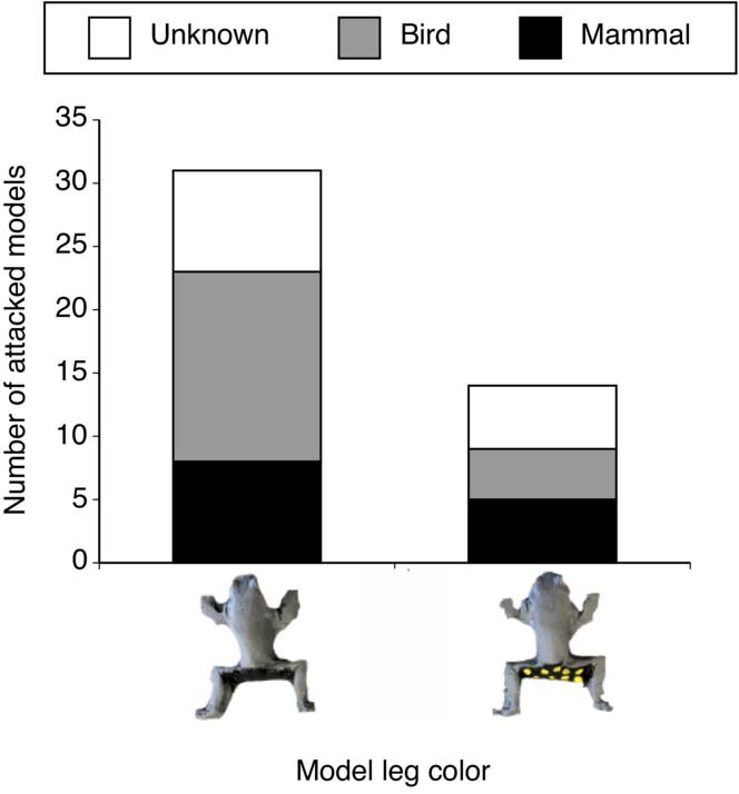 Hidden black and yellow thigh color acts as an aposematic signal in the Eastern Gray Treefrog (Hyla versicolor)