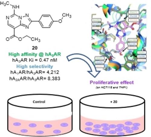 [1,2,4]Triazolo[1,5-c]pyrimidines as Tools to Investigate A3 Adenosine Receptors in Cancer Cell Lines