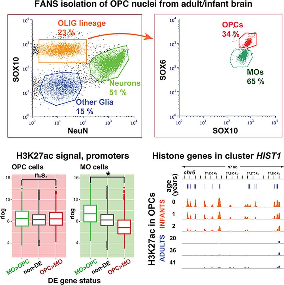 Novel method of isolating nuclei of human oligodendrocyte precursor cells reveals substantial developmental changes in gene expression and H3K27ac histone modification