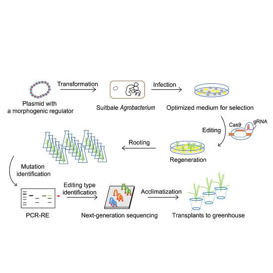 Efficient CRISPR/Cas9-mediated genome editing in sheepgrass (Leymus chinensis)