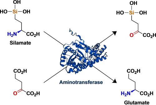 Synthesis and Enzymatic Conversion of Amino Acids Equipped with the Silanetriol Functionality: A Prelude to Silicon Biodiversification