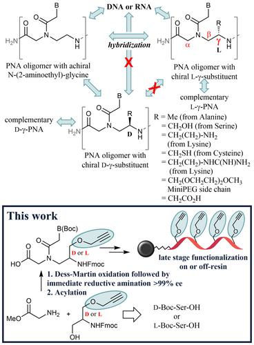 Rapid Synthesis of Propargyl-γ-Modified Peptide Nucleic Acid Monomers for Late-Stage Functionalization of Oligomers