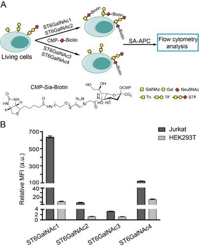 Chemoenzymatic Tagging of Tn/TF/STF Antigens in Living Systems