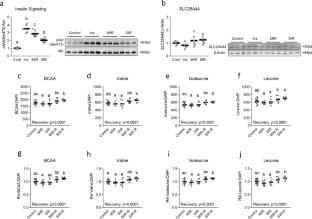 The effect of insulin resistance on extracellular BCAA accumulation and SLC25A44 expression in a myotube model of skeletal muscle insulin resistance