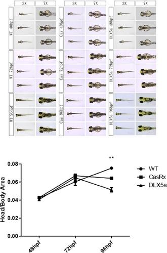 Increased expression levels of DLX5 inhibit the development of the nervous system