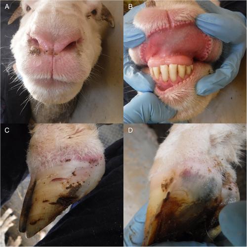 The potential for bluetongue virus serotype 16 to cause disease in sheep in New South Wales, Australia