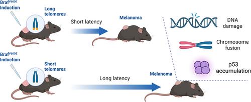 Telomere dysfunction in Tert knockout mice delays BrafV600E-induced melanoma development