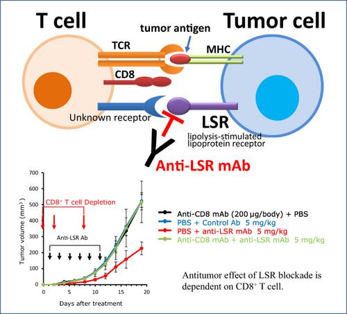 Tumor cell-expressed lipolysis-stimulated lipoprotein receptor negatively regulates T-cell function