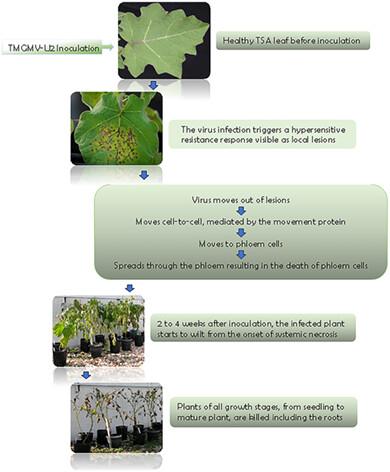 Host-virus interaction between tobacco mild green mosaic virus strain U2 and tropical soda apple resulting in systemic hypersensitive necrosis and the host range, survival, spread, and molecular characterization of the virus