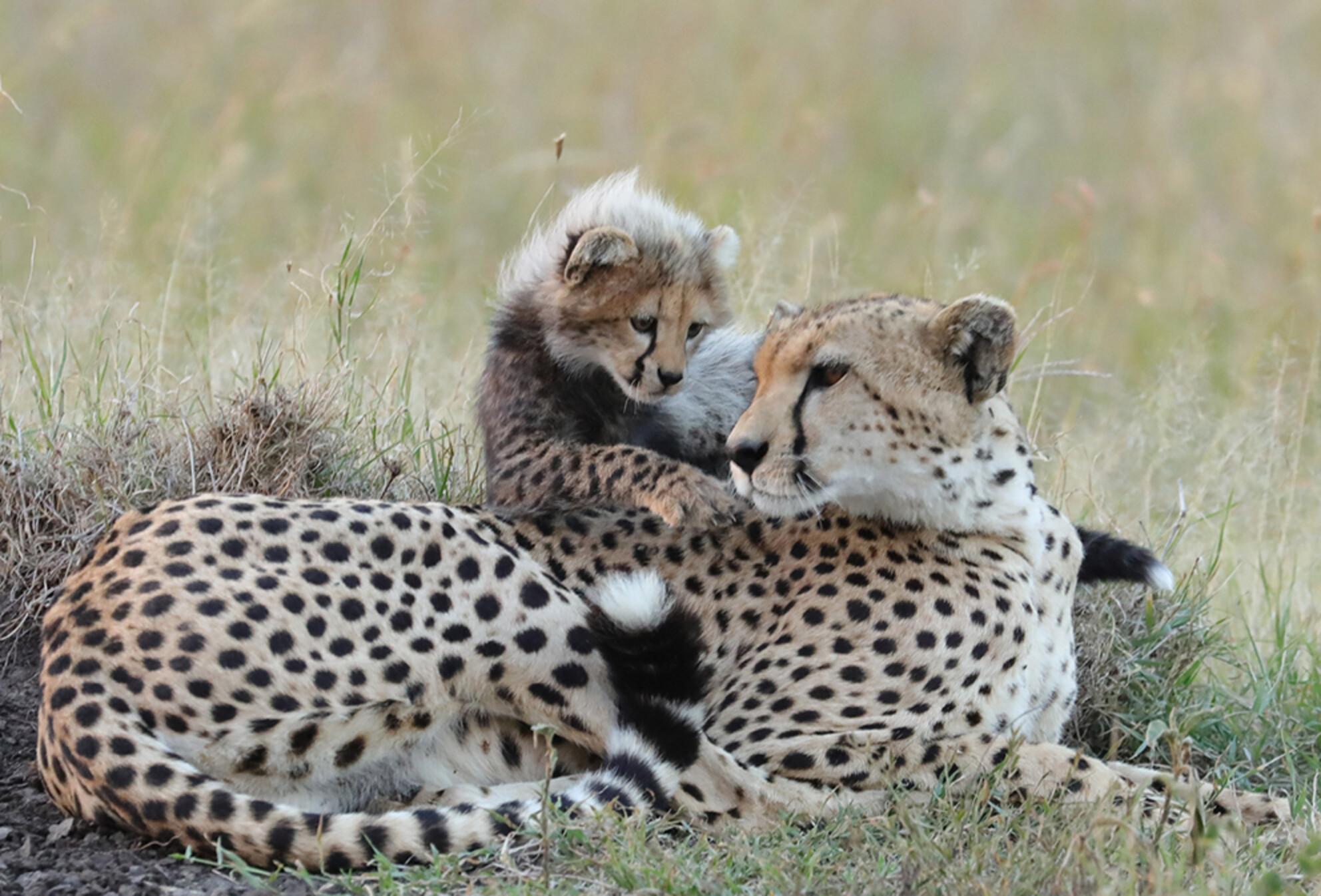 Acoustic features of long-distance calls of wild cheetahs (Acinonyx jubatus) are linked to the caller age from newborns to adults