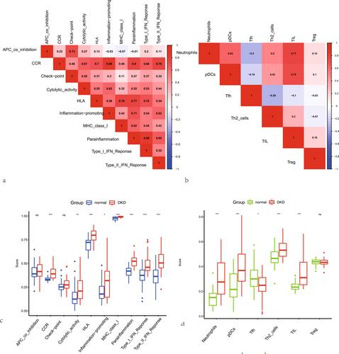 Identification of basement membrane markers in diabetic kidney disease and immune infiltration by using bioinformatics analysis and experimental verification