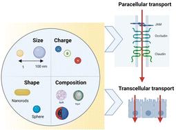 Enhancing paracellular and transcellular permeability using nanotechnological approaches for the treatment of brain and retinal diseases