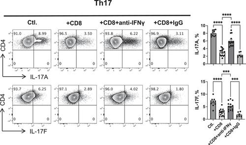 CD8+ T cells reduce neuroretina inflammation in mouse by regulating autoreactive Th1 and Th17 cells through IFN-γ