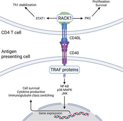 CD40L modulates CD4+ T-cell activation through receptor for activated C kinase 1