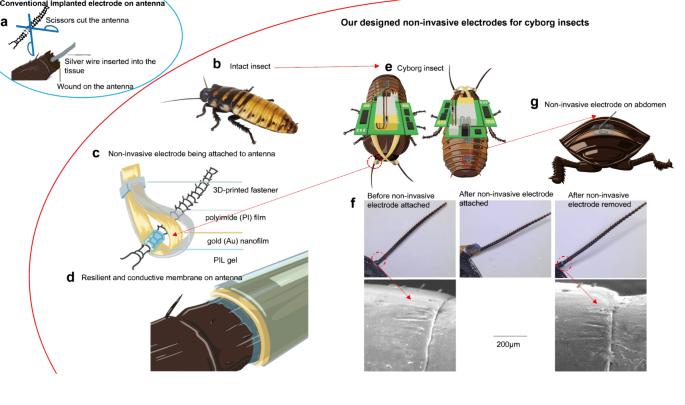 Resilient conductive membrane synthesized by in-situ polymerisation for wearable non-invasive electronics on moving appendages of cyborg insect