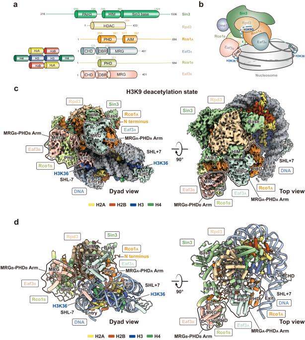 Structural basis of nucleosome deacetylation and DNA linker tightening by Rpd3S histone deacetylase complex