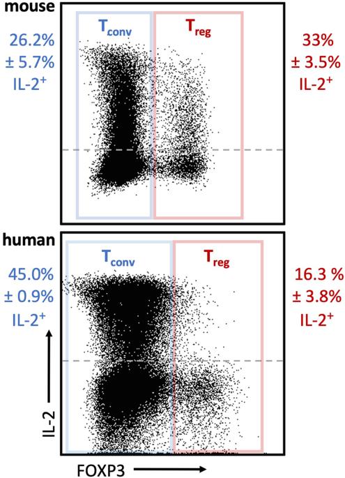 IL-2 immunotherapy for targeting regulatory T cells in autoimmunity