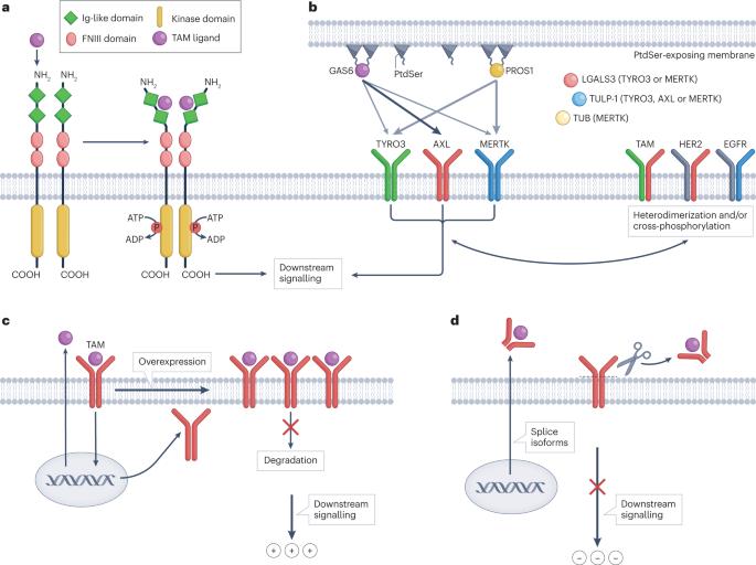 TAM family kinases as therapeutic targets at the interface of cancer and immunity