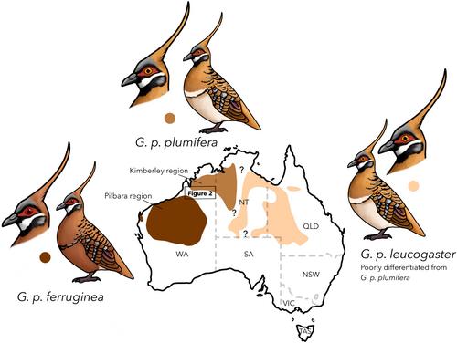 The difficult challenge of accurately recording iris colour in birds revealed through the lens of specimens of Australia's Spinifex Pigeon (Geophaps plumifera)