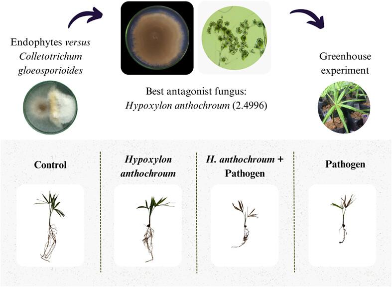 Modification of anthracnose severity in açaí seedlings by the endophytic fungus Hypoxylon anthochroum strain 2.4996