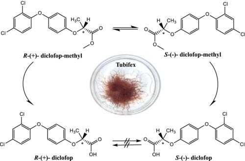 Enantiomerization and enantioselective bioaccumulation of diclofop-methyl in tubifex worms