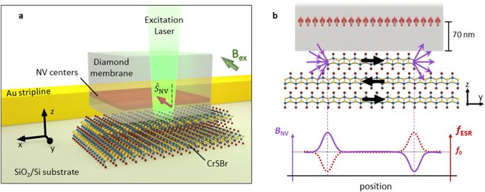 Nitrogen-vacancy magnetometry of CrSBr by diamond membrane transfer