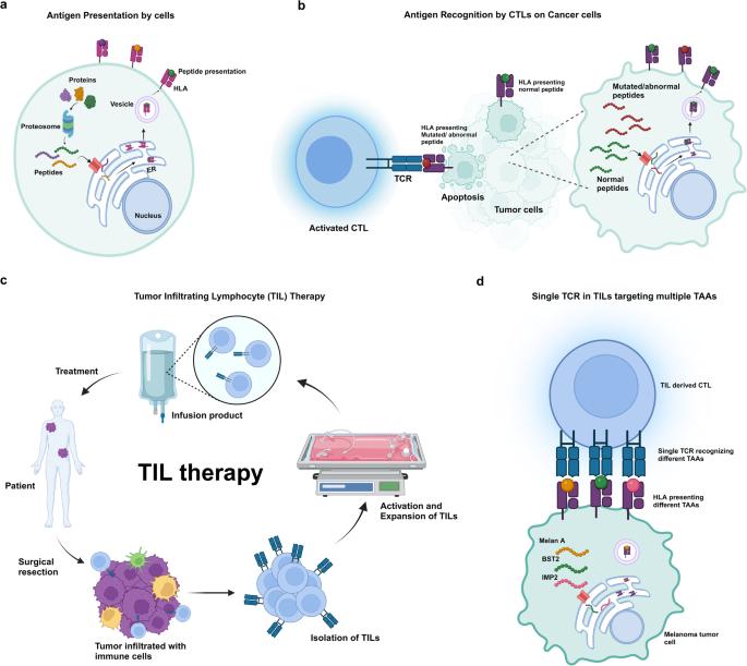 Swiss army knife T cell: one T cell many tumor targets