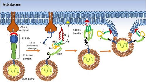 Chemically modified antiviral peptides against SARS-CoV-2