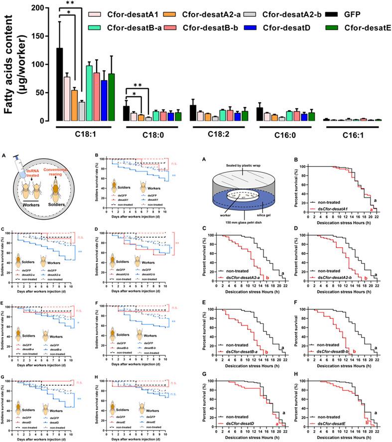 The influence of first desaturase subfamily genes on fatty acid synthesis, desiccation tolerance and inter-caste nutrient transfer in the termite Coptotermes formosanus