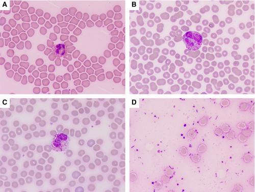 Clinical diagnosis and outcome of cervicofacial cellulitis in pyrexic rabbits: six cases (2014-2021)