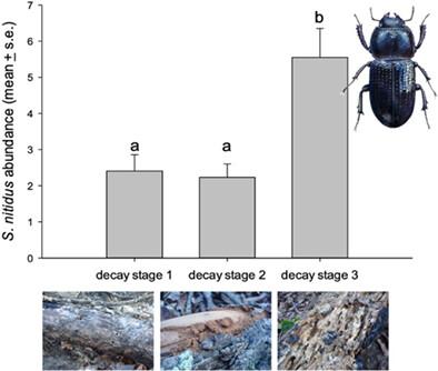 Revealing suitable micro- and macrohabitat characteristics to save the critically endangered Chilean saproxylic beetle Sclerostomulus nitidus (Coleoptera: Lucanidae)