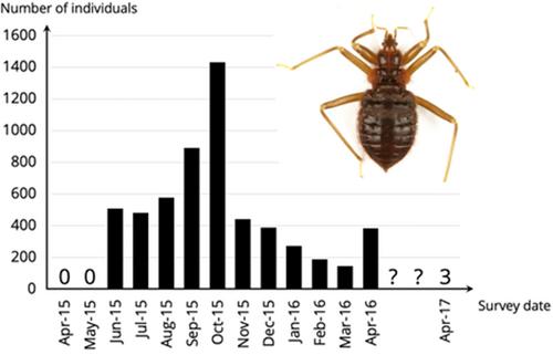 Primicimex cavernis Barber 1941 (Heteroptera: Cimicidae): A rare parasite on a very abundant host