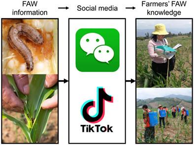 Exploring the association between social media and farmers' knowledge of a worldwide invasive agricultural pest, Spodoptera frugiperda (Lepidoptera: Noctuidae)