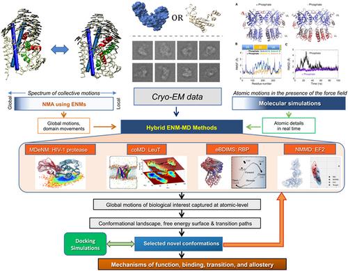 Computational biophysics meets cryo-EM revolution in the search for the functional dynamics of biomolecular systems