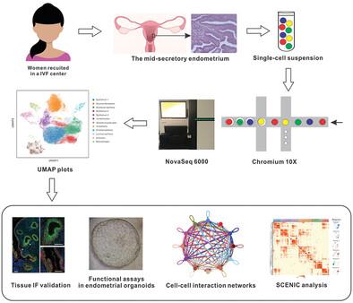 Single-Cell RNA Transcriptome of the Human Endometrium Reveals Epithelial Characterizations Associated with Recurrent Implantation Failure