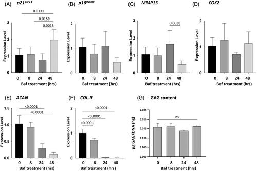 Impact of autophagy inhibition on intervertebral disc cells and extracellular matrix