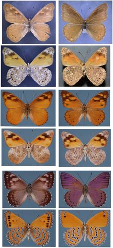 Wing pattern diversity in Eunica butterflies (Nymphalidae: Biblidinae): phylogenetic analysis implies decoupled adaptive trends in dorsal sexual dimorphism and ventral eyespot evolution