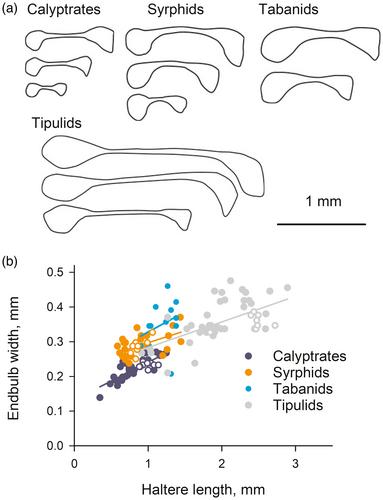 Scaling of sense organs that control flight: Size and sensory cell number of dipteran fly halteres