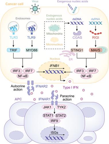 Type I interferon and cancer