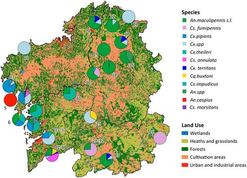 Ecology and diversity of mosquito larvae in ponds and lagoons of Northwestern Spain
      Ecología y diversidad de las larvas de mosquitos en charcas y lagunas del noroeste de España