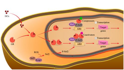 Nrf2 protein in melanoma progression, as a new means of treatment