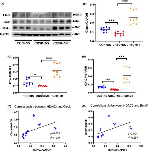 Melatonin attenuates chronic sleep deprivation-induced cognitive deficits and HDAC3-Bmal1/clock interruption