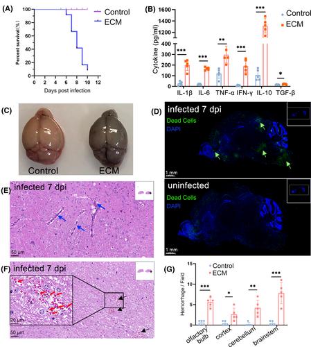 CD8+ T cell infiltration and proliferation in the brainstem during experimental cerebral malaria