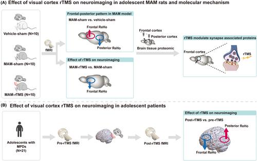 Visual cortex repetitive transcranial magnetic stimulation (rTMS) reversing neurodevelopmental impairments in adolescents with major psychiatric disorders (MPDs): A cross-species translational study