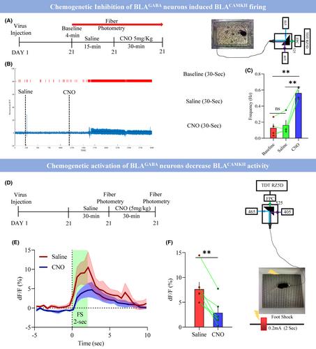 Potentiated GABAergic neuronal activities in the basolateral amygdala alleviate stress-induced depressive behaviors