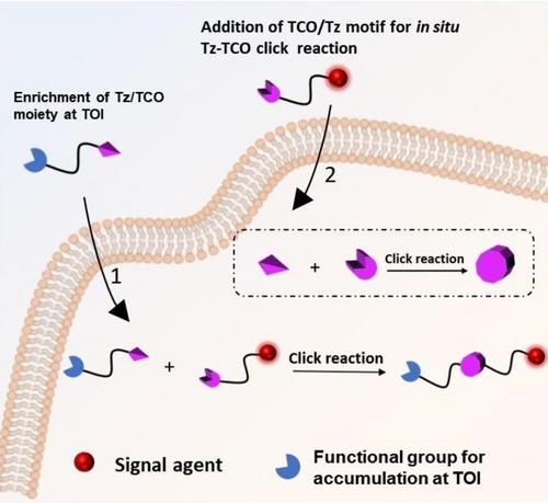 The Inverse Electron Demand Diels-Alder Reaction Between Tetrazine and Trans-Cyclooctene for Pretargeted Bioimaging Applications