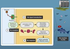 The signal-transduction pathways of the peripheral olfactory organ and their impairment in vertebrates