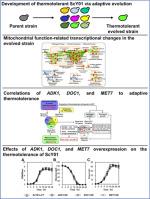 Elucidation and engineering mitochondrial respiratory-related genes for improving bioethanol production at high temperature in Saccharomyces cerevisiae